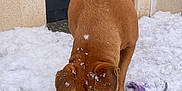 Stella a rejoint le concours — aidez-le/la à gagner de superbes lots ! dog, brown_dog, snow, outdoor, winter, toy, playful, canine, pet, fur, nose, ears, house, door, wall, cold, animal, digging, snowflakes, front_yard