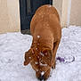 dog, brown_dog, snow, outdoor, winter, toy, playful, canine, pet, fur, nose, ears, house, door, wall, cold, animal, digging, snowflakes, front_yard