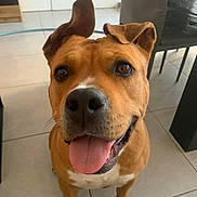 Stella a rejoint le concours — aidez-le/la à gagner de superbes lots ! dog, pet, tongue_out, happy, ears, brown_fur, white_chest, indoor, tile_floor, close_up, canine, animal, cute, smiling, looking_at_camera, friendly, four_legs, domestic, companion, house
