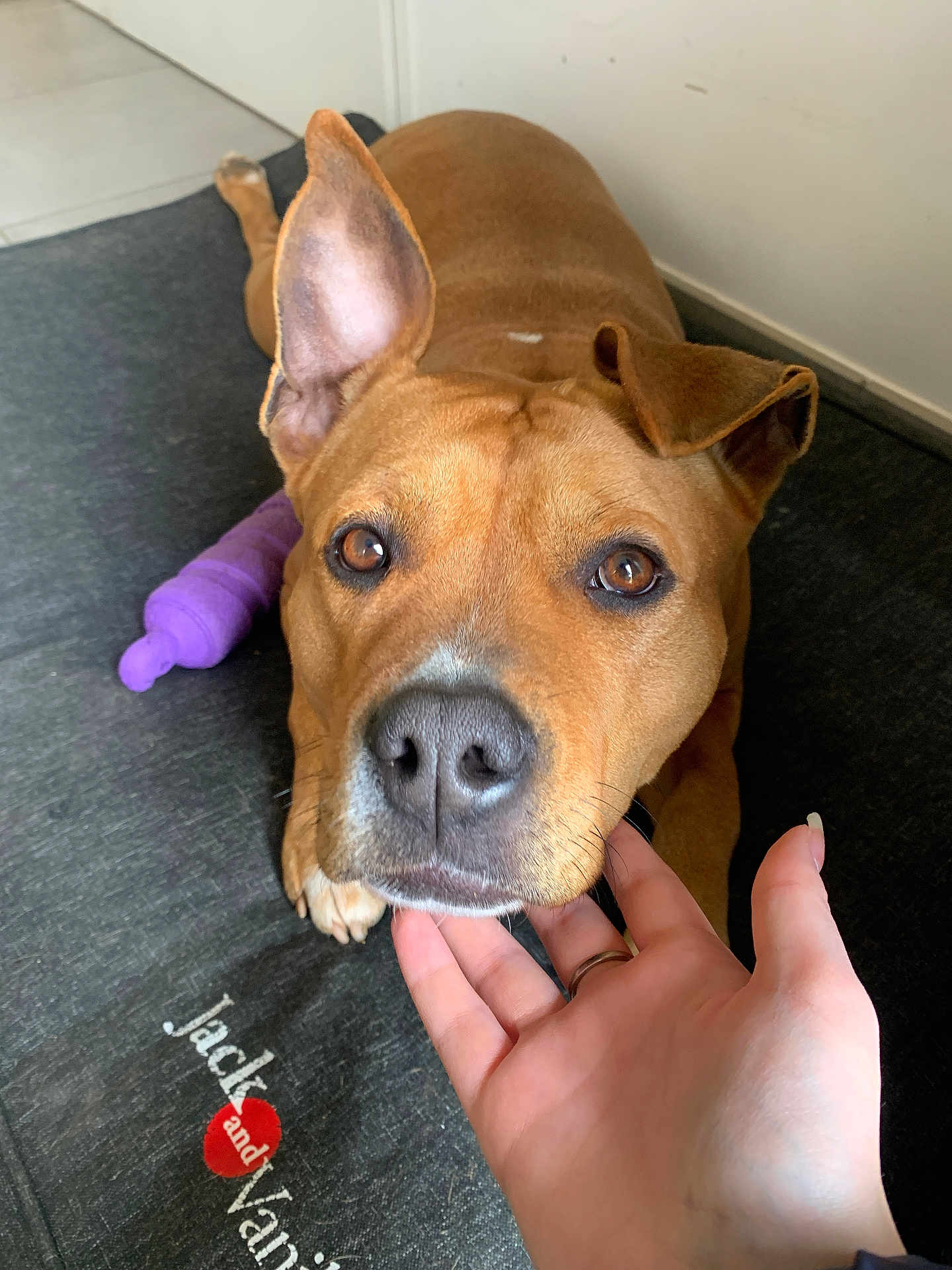 Stella participe au concours pour gagner de l'argent avec cette photo : dog, brown_dog, pet, animal, indoor, hand, toy, dog_bed, ear, paw, closeup, face, expression, floor, comfort, domestic, canine, snout, resting, human_interaction