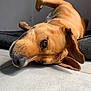 Stella a rejoint le concours — aidez-le/la à gagner de superbes lots ! dog, pet, brown_fur, lying_down, floor, tile, sunlight, relaxed, close_up, ear, animal, indoor, domestic_animal, canine, portrait, resting, side_view, whiskers, snout, peaceful