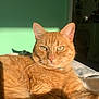 Simba participe au concours pour gagner de l'argent avec cette photo : cat, ginger_cat, sunlight, indoor, relaxed, feline, pet, whiskers, fur, closeup, animal, domestic_cat, resting, cozy, green_wall, shadow, portrait, cute, eyes, bed