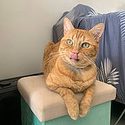 Simba participe au concours pour gagner de l'argent avec cette photo : cat, ginger_cat, indoor, furniture, cushion, stool, pet, animal, tongue_out, playful, green_eyes, whiskers, cute, relaxed, domestic_cat, tabby, orange_fur, paws, close_up, resting