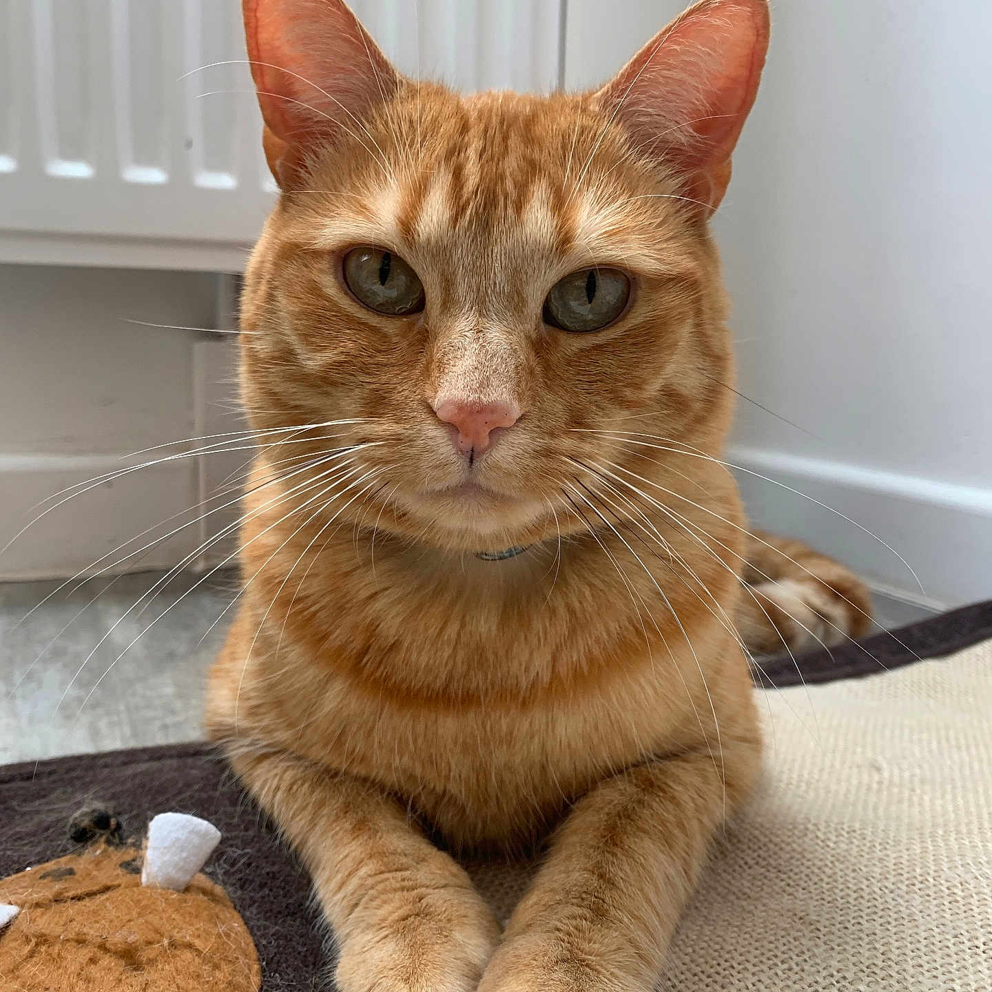 Simba participe au concours pour gagner de l'argent avec cette photo : animal, calm, cat, closeup, cute, domestic_cat, eyes, feline, floor, fur, ginger_cat, indoor, mat, paws, pet, portrait, relaxed, resting, texture, whiskers