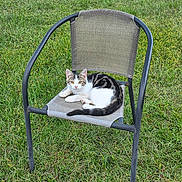 Piglet joined the competition — help win amazing prizes! cat, tabby_cat, white_cat, chair, outdoor_chair, grass, green_grass, pet, animal, feline, resting, cute, curious, nature, daylight, relaxed, sitting, looking_at_camera, mesh_chair, summer