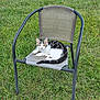 cat, tabby_cat, white_cat, chair, outdoor_chair, grass, green_grass, pet, animal, feline, resting, cute, curious, nature, daylight, relaxed, sitting, looking_at_camera, mesh_chair, summer