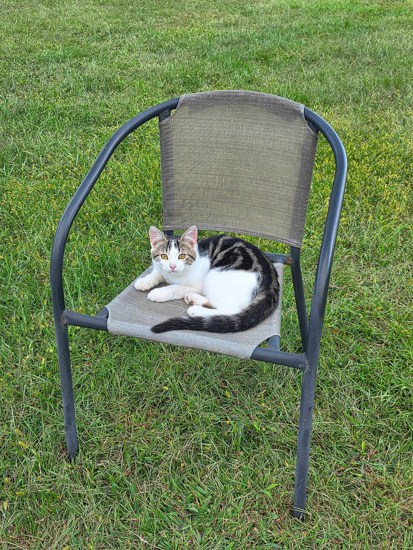 Piglet joined the competition — help win amazing prizes! cat, tabby_cat, white_cat, chair, outdoor_chair, grass, green_grass, pet, animal, feline, resting, cute, curious, nature, daylight, relaxed, sitting, looking_at_camera, mesh_chair, summer