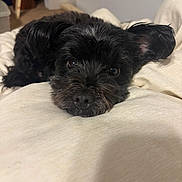 Oakley joined the competition — help win amazing prizes! dog, animal, pet, black_fur, lying_down, blanket, indoor, cute, ears, fur, close_up, face, nostrils, bedroom, resting, canine, cozy, soft, looking, adorable