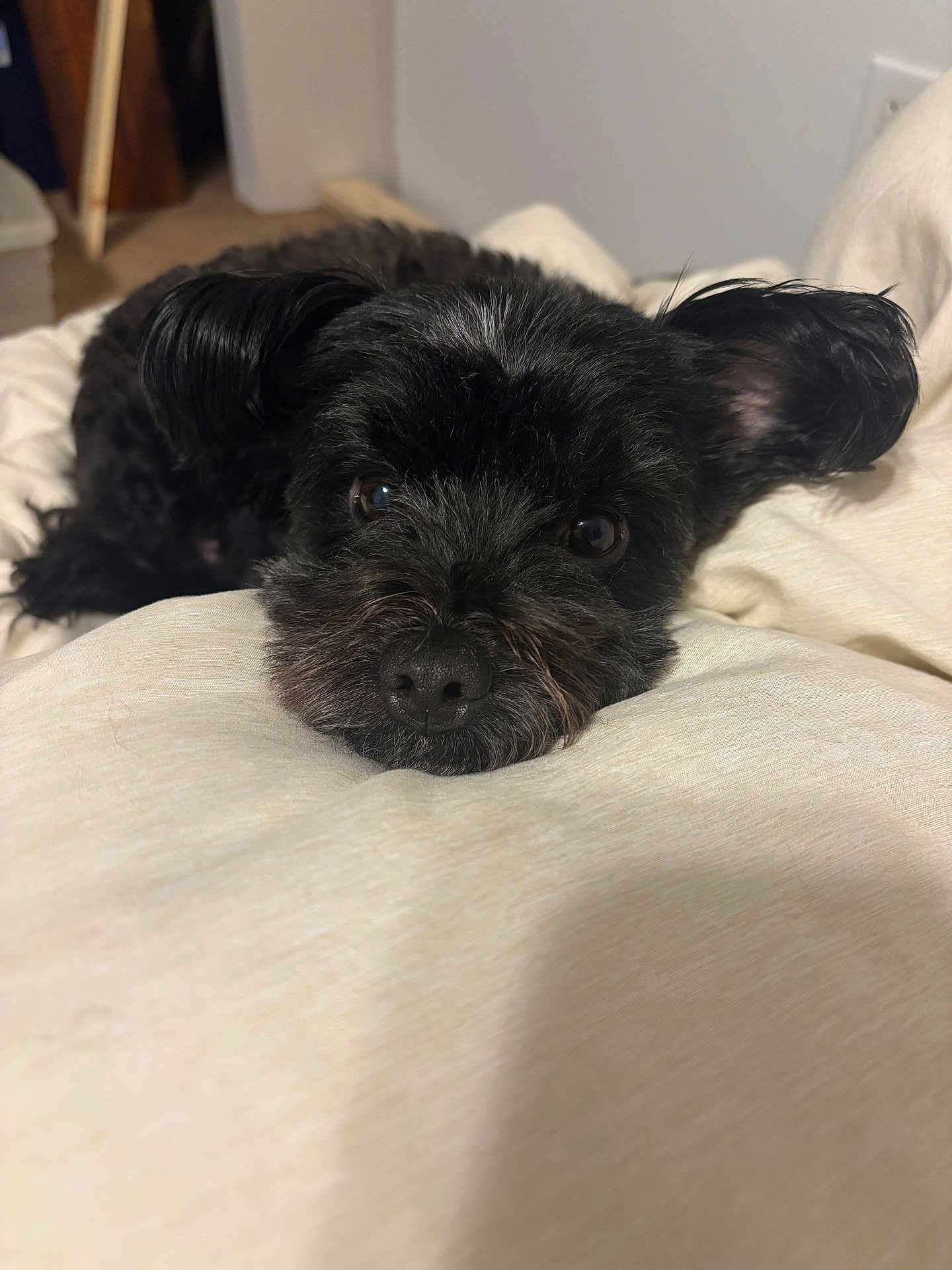 Oakley joined the competition — help win amazing prizes! dog, animal, pet, black_fur, lying_down, blanket, indoor, cute, ears, fur, close_up, face, nostrils, bedroom, resting, canine, cozy, soft, looking, adorable