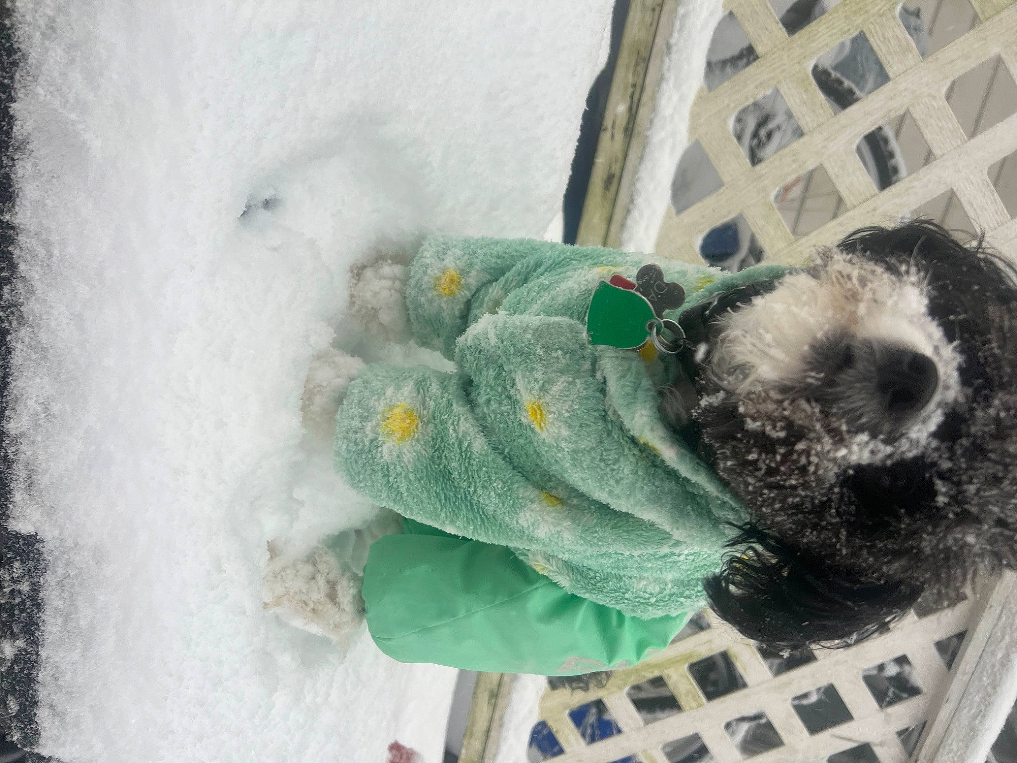 Dakota is registered to the contest to win money with this photo: canidae, dog_breed, dog_supply, door, freezing, fur, knitting, natural_material, snow, sporting_group, thread, window, winter, wool, woolen