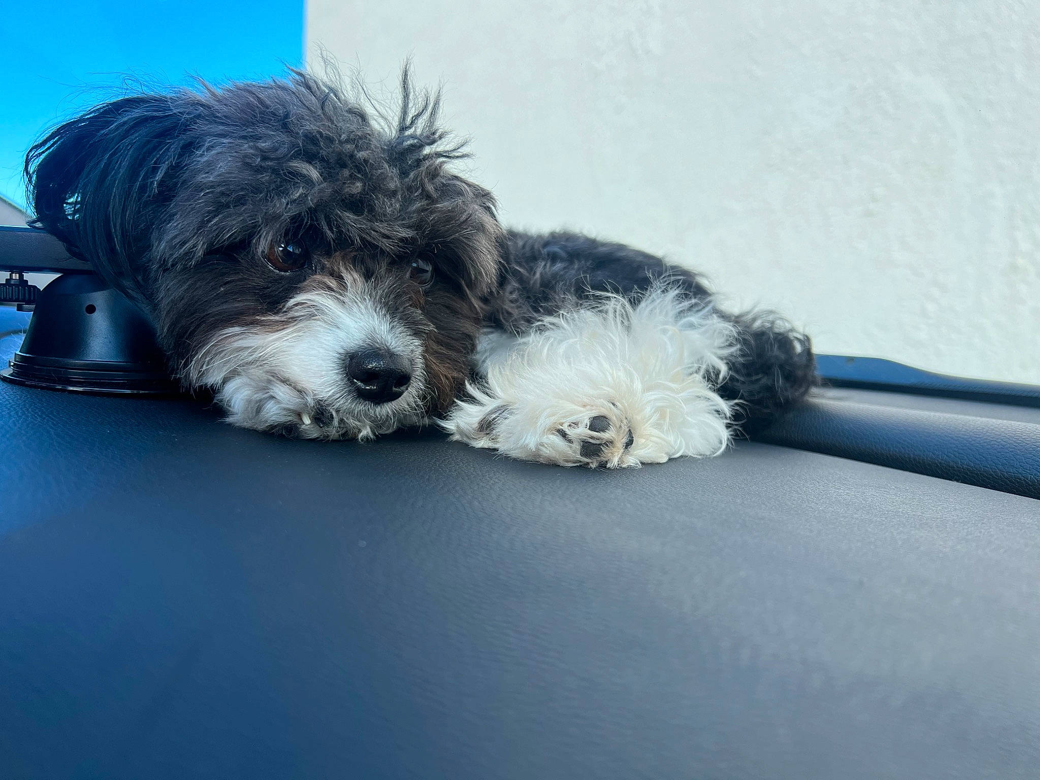 Dakota is registered to the contest to win money with this photo: canidae, carnivore, collar, companion_dog, dog, dog_breed, dog_collar, dog_supply, electric_blue, fur, maltepoo, paw, small_terrier, snout, sporting_group, terrier, toy_dog, water_dog, working_animal, yorkipoo
