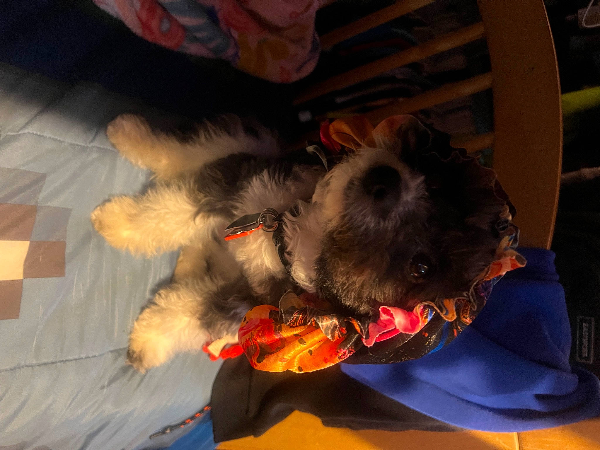 Dakota joined the competition — help win amazing prizes! canidae, carnivore, claw, comfort, companion_dog, dog, dog_breed, dog_clothes, felidae, fictional_character, fur, lap, paw, snout, sporting_group, tail, toy, toy_dog, whiskers, wing