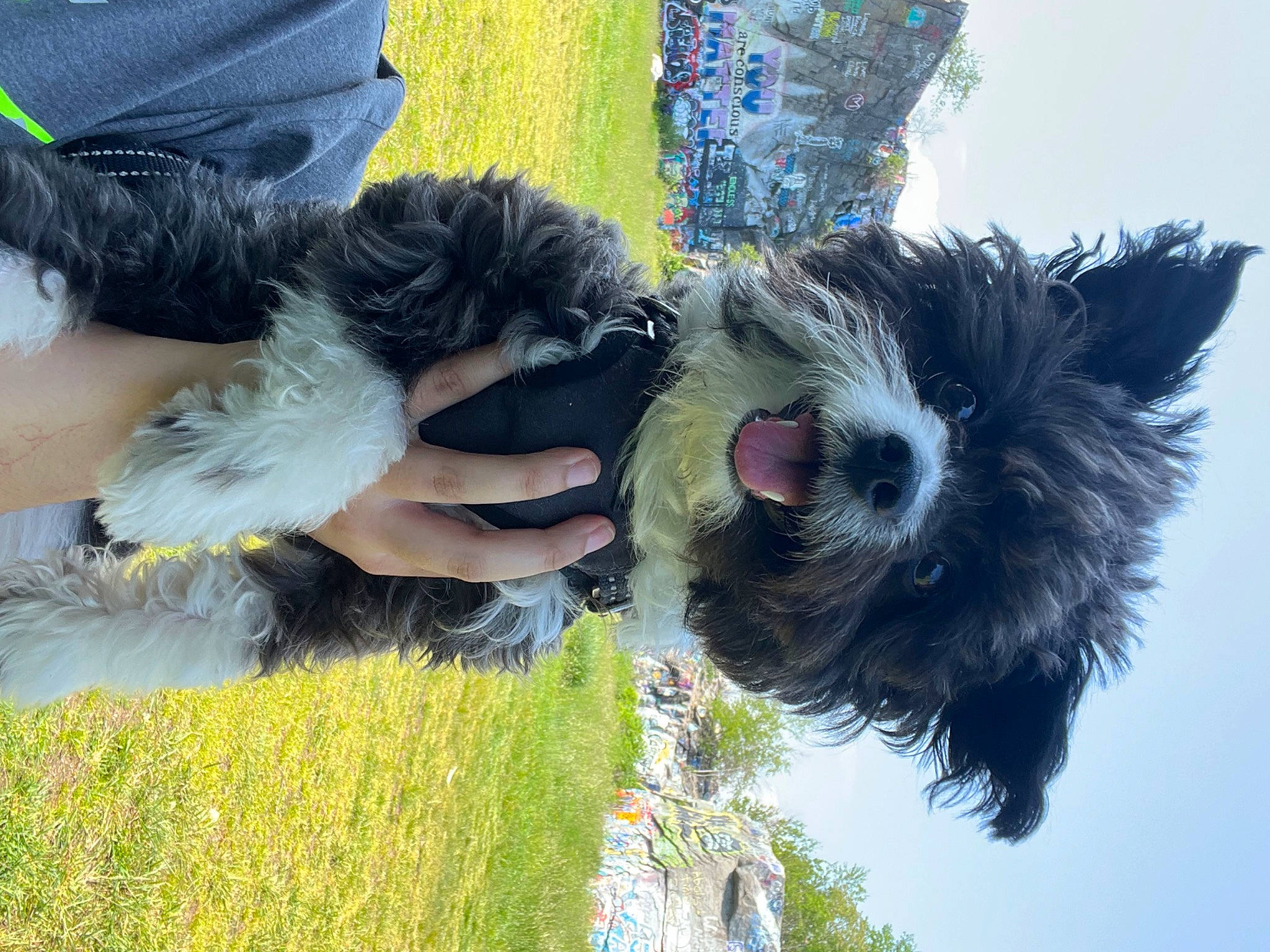 Dakota is registered to the contest to win money with this photo: canidae, carnivore, companion_dog, dog, dog_breed, fun, fur, grass, happy, plant, small_terrier, sporting_group, tail, terrier, tree