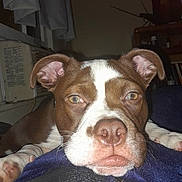 Practice joined the competition — help win amazing prizes! dog, puppy, pet, animal, portrait, close_up, face, floppy_ears, brown_fur, white_markings, pink_nose, brown_eyes, lying_down, blanket, indoor, home, cozy, sleepy, staring, cute