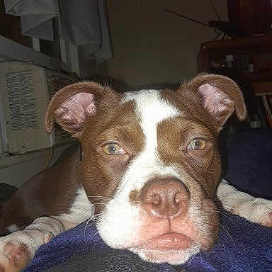 Practice joined the competition — help win amazing prizes! dog, puppy, pet, animal, portrait, close_up, face, floppy_ears, brown_fur, white_markings, pink_nose, brown_eyes, lying_down, blanket, indoor, home, cozy, sleepy, staring, cute