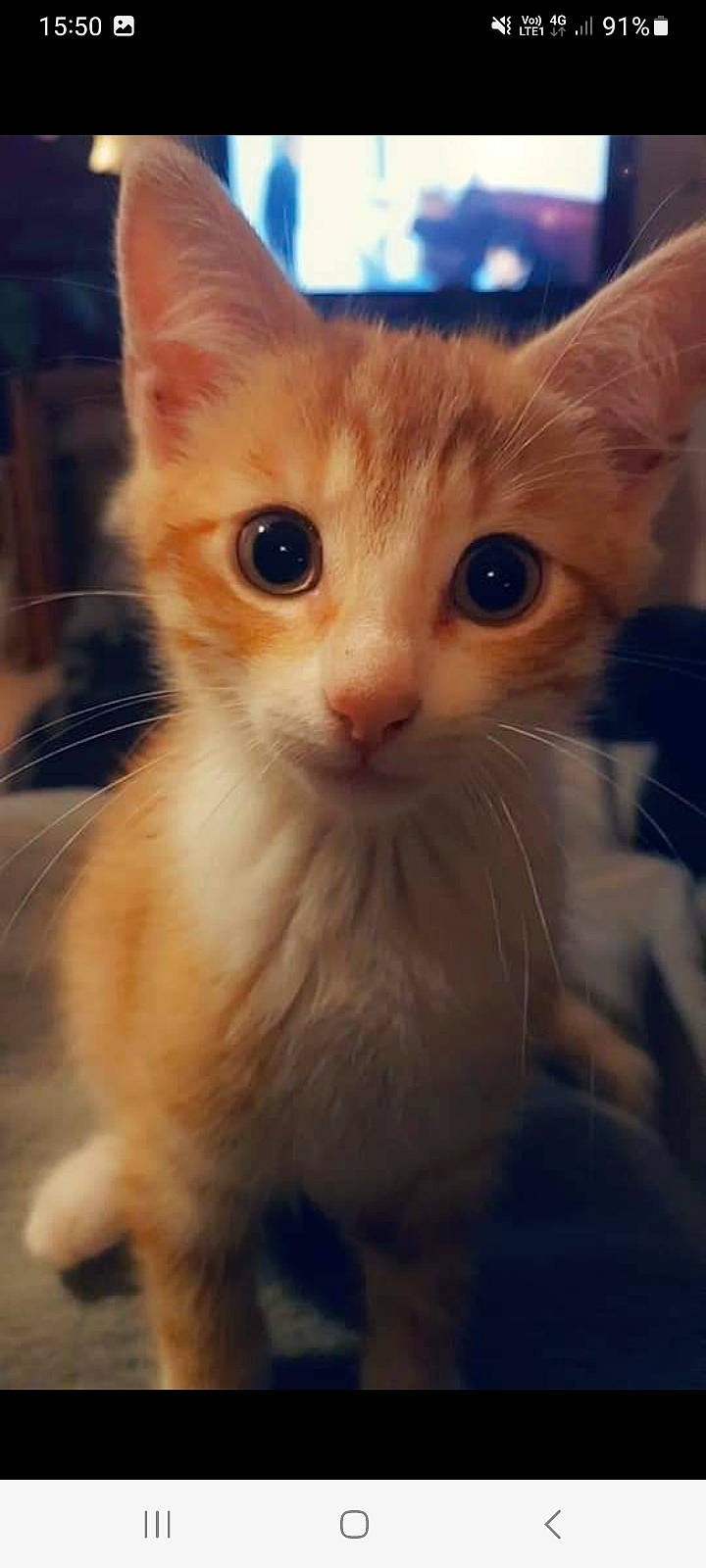 Curly a rejoint le concours — aidez-le/la à gagner de superbes lots ! carnivore, cat, claw, close_up, domestic_short_haired_cat, ear, eye, fawn, felidae, fur, hair, head, paw, photo_caption, small_to_medium_sized_cats, snout, tail, terrestrial_animal, whiskers, window