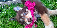 Luna participe au concours pour gagner de l'argent avec cette photo : accessories, animal, canine, cockerspaniel, collie, dog, eskimodog, flower, geranium, grass, herbal, herbs, hound, husky, lawn, pet, plant, puppy, purple, terrier