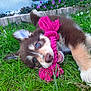 accessories, animal, canine, cockerspaniel, collie, dog, eskimodog, flower, geranium, grass, herbal, herbs, hound, husky, lawn, pet, plant, puppy, purple, terrier