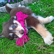 Luna participe au concours pour gagner de l'argent avec cette photo : accessories, animal, canine, cockerspaniel, collie, dog, eskimodog, flower, geranium, goldenretriever, grass, hound, husky, lawn, papillon, pet, plant, puppy, strap, terrier