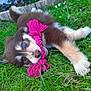accessories, animal, canine, cockerspaniel, collie, dog, eskimodog, flower, geranium, goldenretriever, grass, hound, husky, lawn, papillon, pet, plant, puppy, strap, terrier