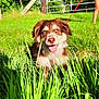 accessories, animal, canine, face, field, grass, grassland, green, head, herbal, herbs, nature, outdoors, person, photography, plant, portrait, strap, summer, vegetation