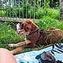 adult, animal, backyard, canine, dog, garden, goldenretriever, grass, herbal, herbs, male, man, nature, outdoors, person, pet, plant, puppy, summer, yard
