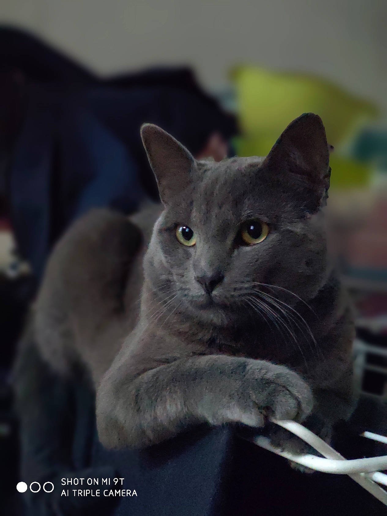 Pixel participe au concours pour gagner de l'argent avec cette photo : asian, british_shorthair, burmese, carnivore, cat, chartreux, domestic_short_haired_cat, felidae, kitten, korat, mammal, nebelung, photo_caption, russian_blue, small_to_medium_sized_cats, snout, vertebrate, whiskers