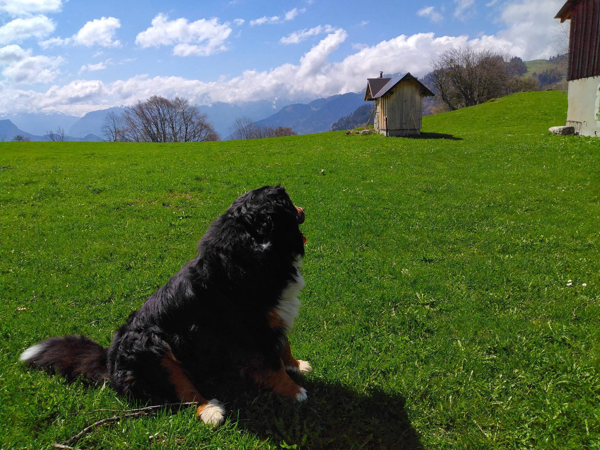 Ooba a rejoint le concours — aidez-le/la à gagner de superbes lots ! carnivore, cloud, companion_dog, dog, dog_breed, grass, grassland, green, herding_dog, hill, landscape, lawn, meadow, mountain, natural_landscape, pasture, prairie, sky, sporting_group, tree