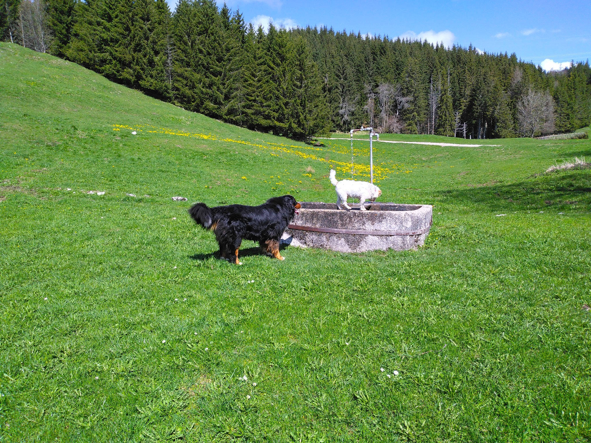 Ooba a rejoint le concours — aidez-le/la à gagner de superbes lots ! carnivore, cloud, dog, dog_breed, grass, grass_family, grassland, groundcover, hill, land_lot, landscape, lawn, meadow, mountain, mountainous_landforms, natural_landscape, plant, sky, tree, vertebrate