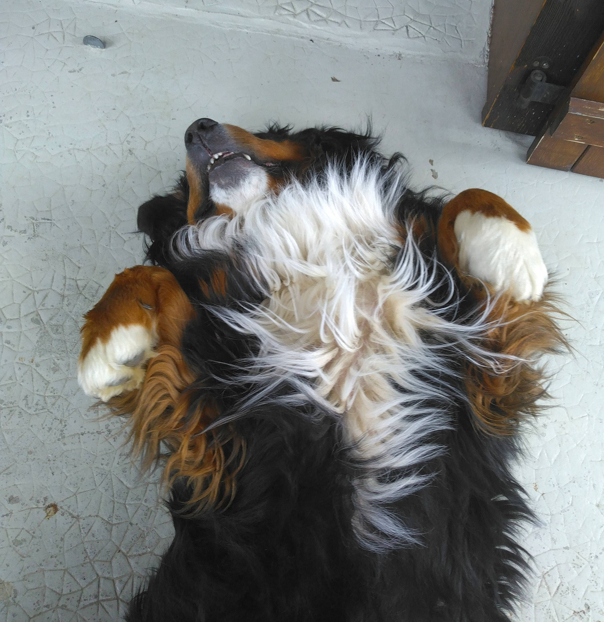 Ooba a rejoint le concours — aidez-le/la à gagner de superbes lots ! canidae, carnivore, companion_dog, dog, dog_breed, fawn, feather, felidae, fur, herding_dog, liver, rough_collie, scotch_collie, snout, sporting_group, tail, toy_dog, whiskers, working_dog