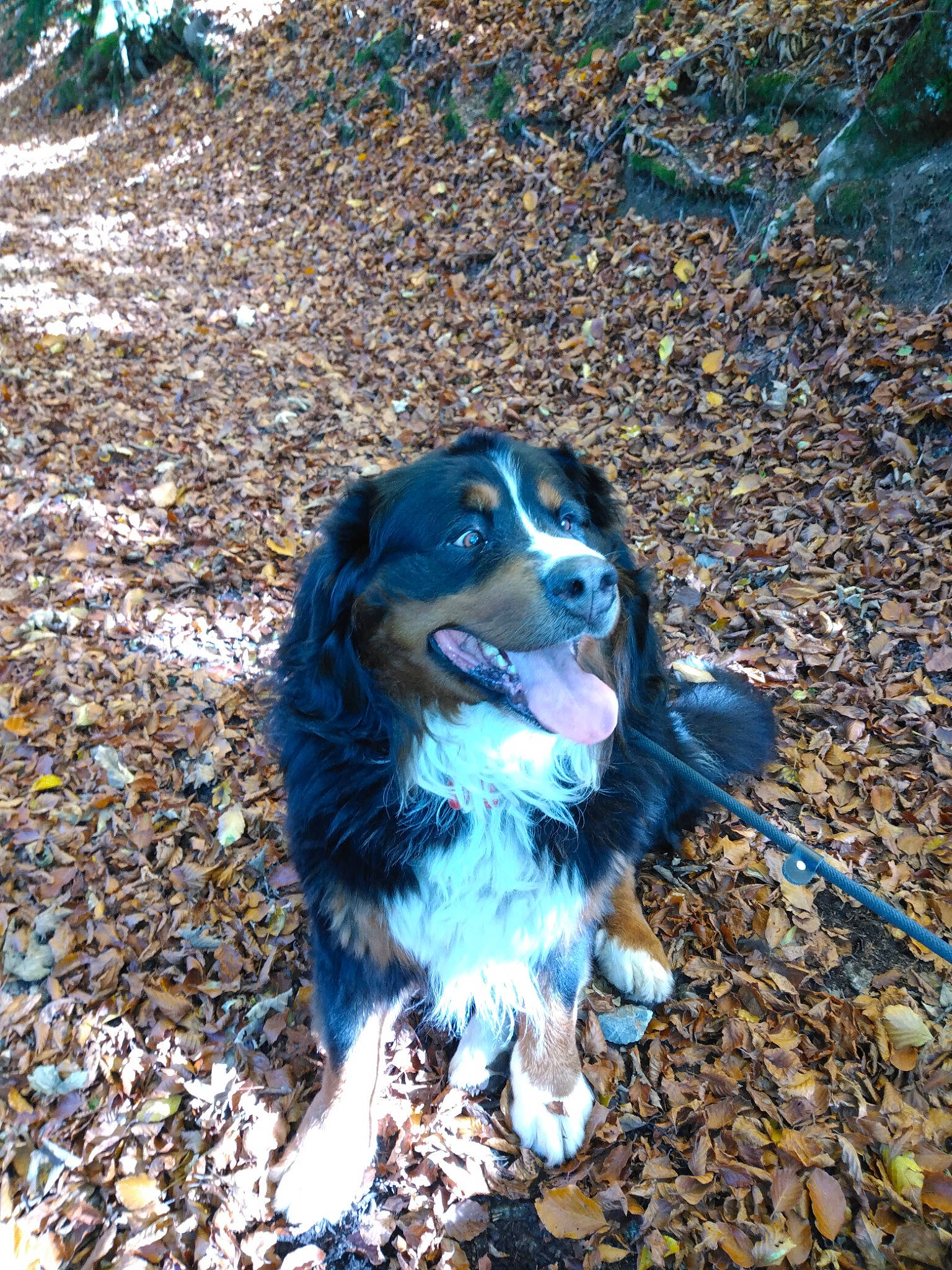 Ooba a rejoint le concours — aidez-le/la à gagner de superbes lots ! border_collie, canidae, carnivore, companion_dog, dog, dog_breed, electric_blue, fashion_accessory, fur, grass, rock, shadow, snout, soil, sporting_group, tail, terrestrial_animal, tree, working_animal, working_dog