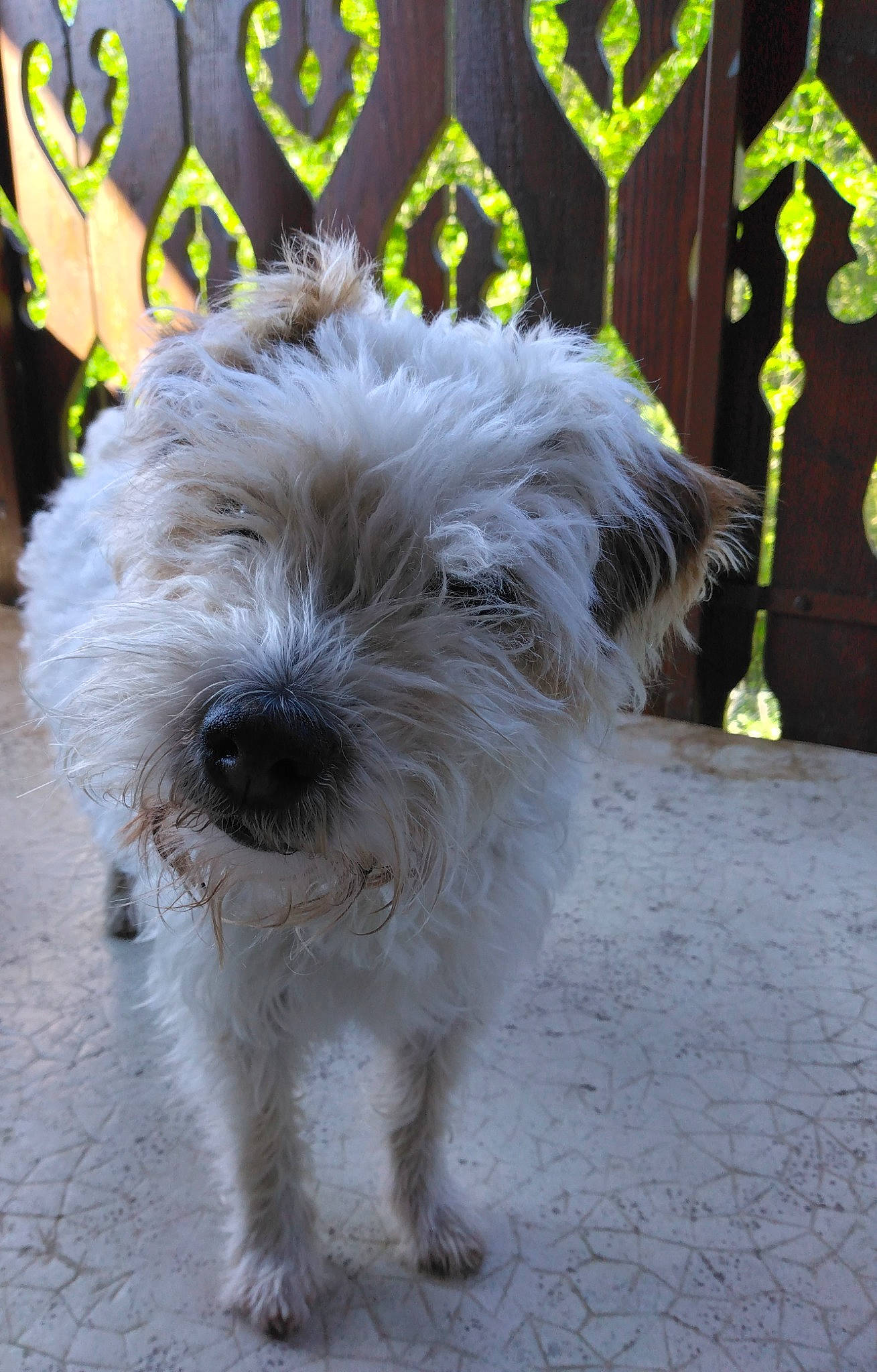 Ignace participe au concours pour gagner de l'argent avec cette photo : canidae, carnivore, collar, companion_dog, dog, dog_breed, dog_collar, fur, non_sporting_group, small_terrier, snout, sporting_group, terrestrial_animal, terrier, toy_dog, working_animal