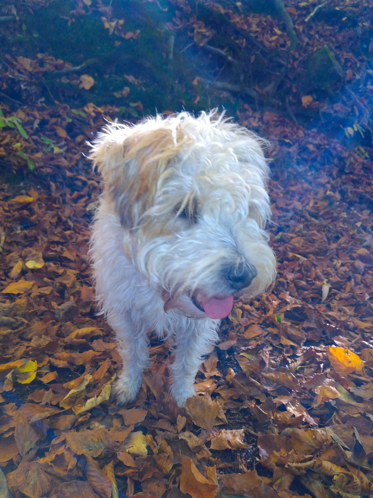 Ignace a rejoint le concours — aidez-le/la à gagner de superbes lots ! canidae, carnivore, companion_dog, dog, dog_breed, fur, labradoodle, non_sporting_group, ocean, romanian_mioritic_shepherd_dog, sapsali, small_terrier, snout, soil, sporting_group, terrier, toy_dog, water_dog, working_animal