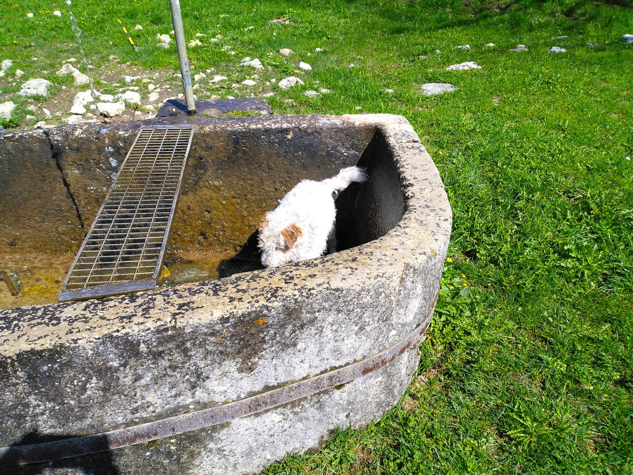 Ignace a rejoint le concours — aidez-le/la à gagner de superbes lots ! canidae, carnivore, dog_breed, felidae, fur, grass, groundcover, landscape, pet_supply, plant, rock, shrub, small_to_medium_sized_cats, soil, sporting_group, storm_drain, tail, terrestrial_animal, trunk, wood