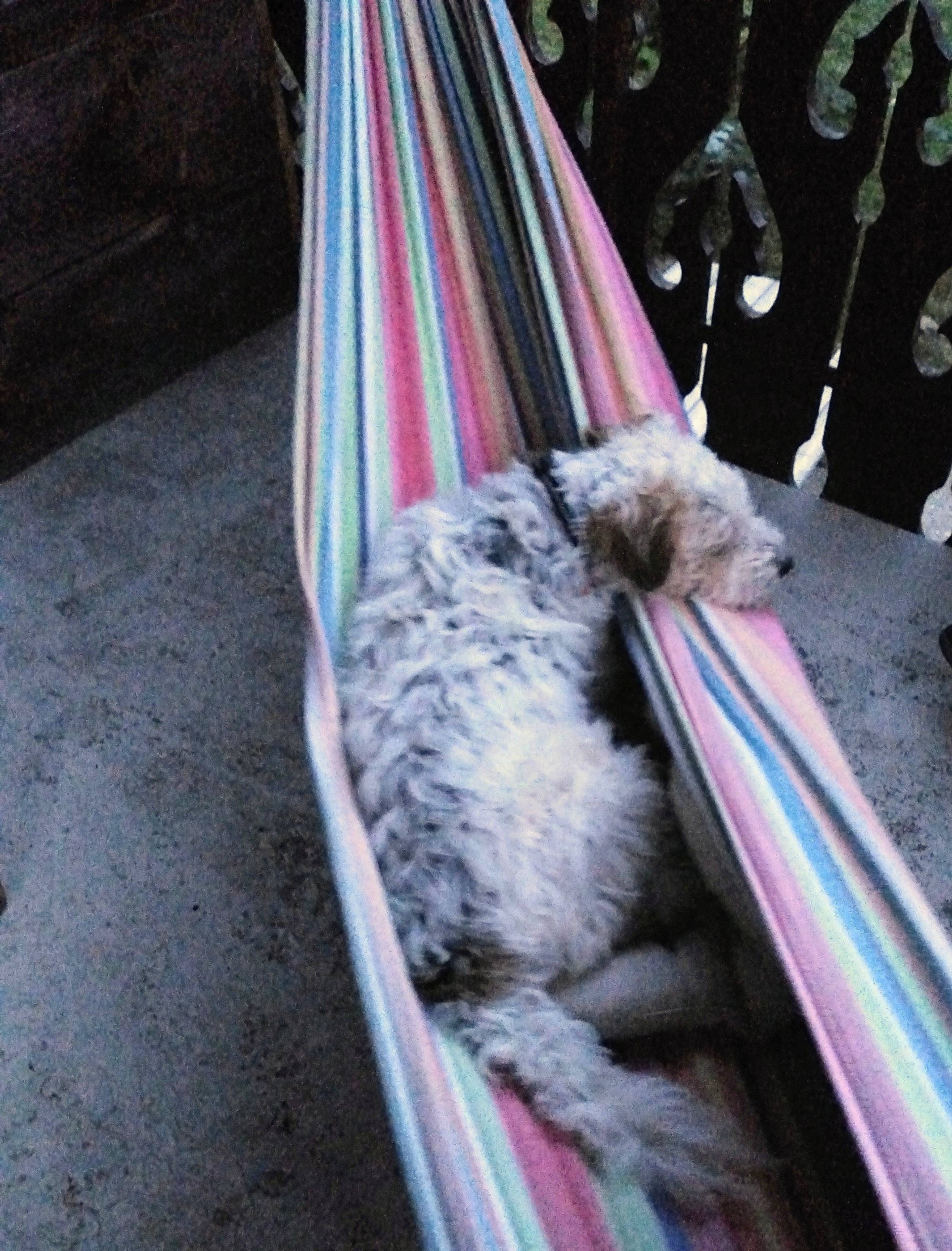 Ignace a rejoint le concours — aidez-le/la à gagner de superbes lots ! collar, companion_dog, dog, dog_breed, dog_collar, dog_supply, fashion_accessory, fur, leash, linens, magenta, non_sporting_group, pattern, sporting_group, terrier, toy_dog