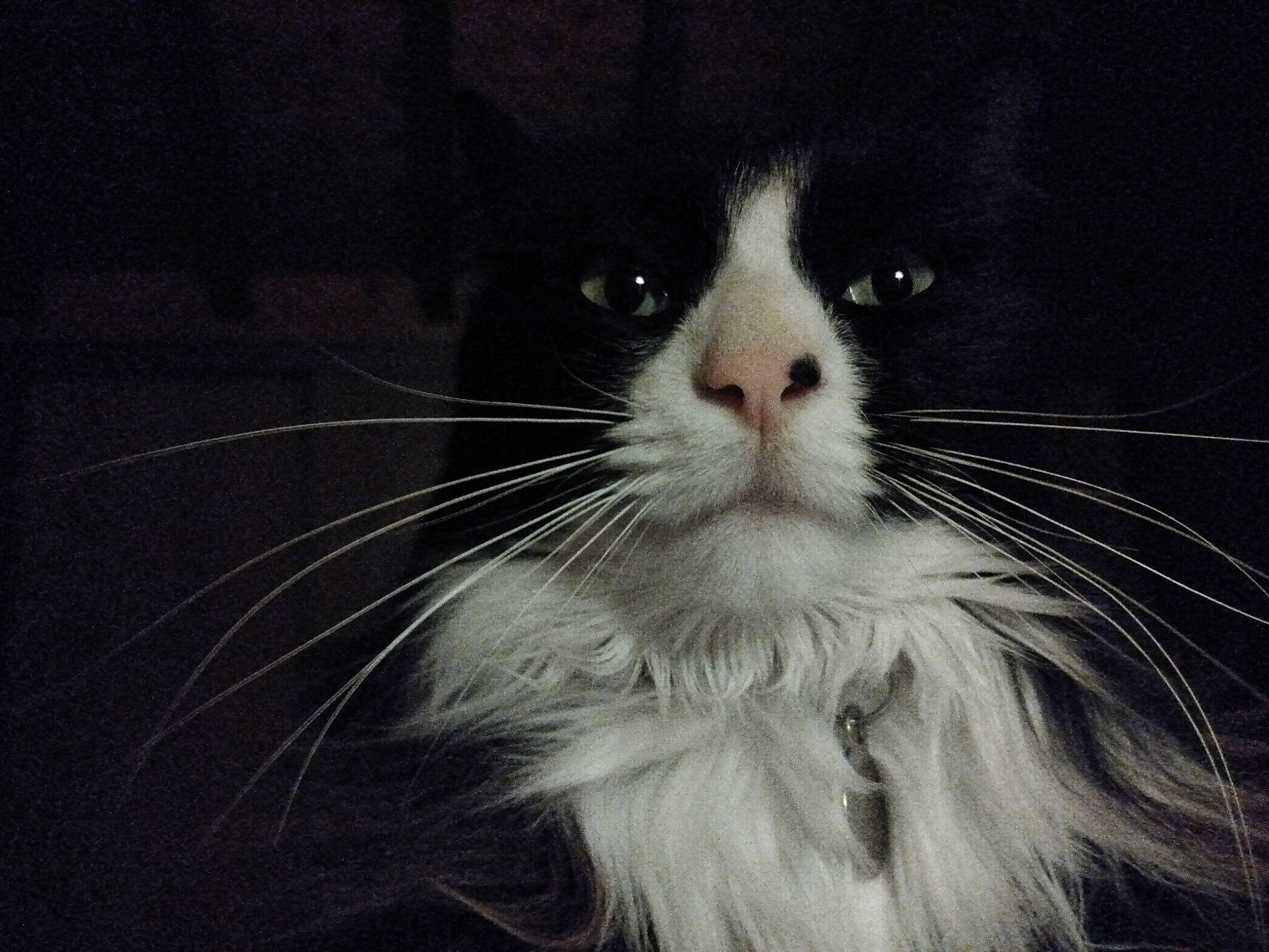 Bello a rejoint le concours — aidez-le/la à gagner de superbes lots ! carnivore, cat, domestic_short_haired_cat, felidae, fur, monochrome, monochrome_photography, small_to_medium_sized_cats, snout, terrestrial_animal, whiskers