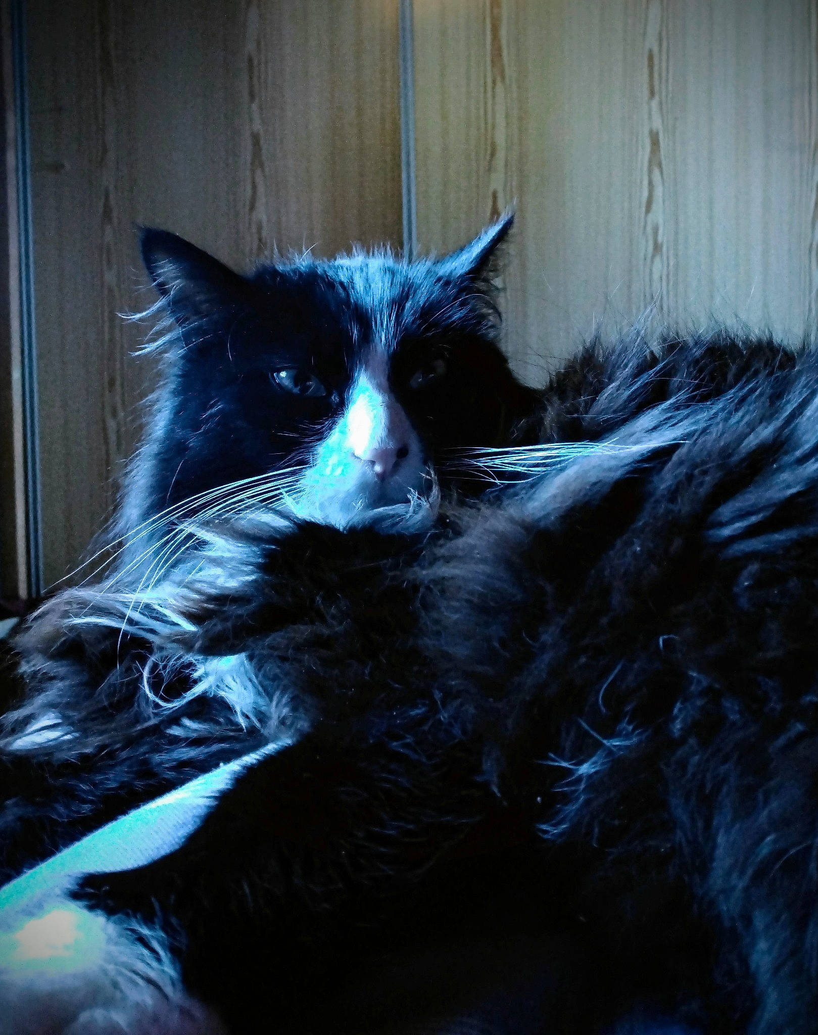 Bello participe au concours pour gagner de l'argent avec cette photo : art, black_cat, carnivore, cat, claw, darkness, domestic_short_haired_cat, door, electric_blue, felidae, fur, monochrome, monochrome_photography, paw, small_to_medium_sized_cats, snout, tail, terrestrial_animal, whiskers, window