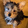 puppy, dog, small_dog, fluffy, fur, brown_fur, black_fur, white_fur, ears, nose, eyes, portrait, close_up, indoor, carpet, sitting, adorable, pet, animal, photography