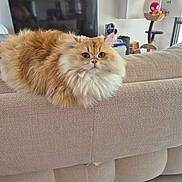 Simba a rejoint le concours — aidez-le/la à gagner de superbes lots ! cat, fluffy_cat, orange_cat, white_cat, pet, indoor, living_room, couch, furniture, relaxed, looking_at_camera, home_decor, cat_tree, toys, cozy, domestic, mammal, cute, animal, portrait