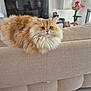 cat, fluffy_cat, orange_cat, white_cat, pet, indoor, living_room, couch, furniture, relaxed, looking_at_camera, home_decor, cat_tree, toys, cozy, domestic, mammal, cute, animal, portrait