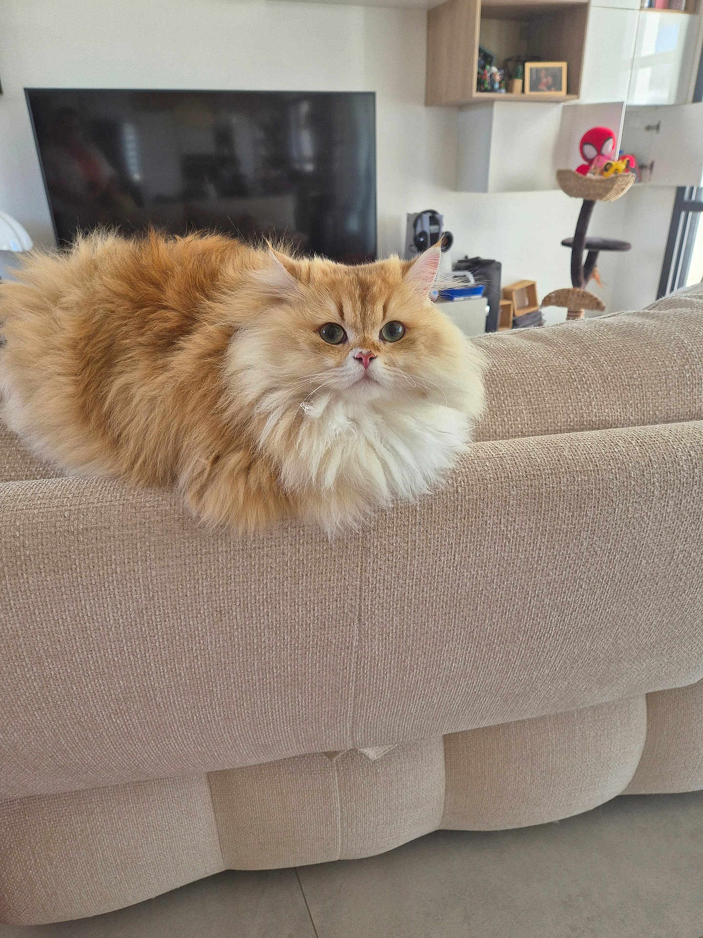Simba a rejoint le concours — aidez-le/la à gagner de superbes lots ! cat, fluffy_cat, orange_cat, white_cat, pet, indoor, living_room, couch, furniture, relaxed, looking_at_camera, home_decor, cat_tree, toys, cozy, domestic, mammal, cute, animal, portrait