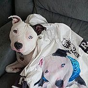 Rex is registered to the contest to win money with this photo: dog, pitbull, white_dog, blue_eyes, hoodie, clothing, print, bandana, couch, indoor, pet, portrait, fabric, relaxed, animal, furniture, cute, companion, sitting, casual