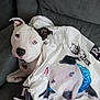 dog, pitbull, white_dog, blue_eyes, hoodie, clothing, print, bandana, couch, indoor, pet, portrait, fabric, relaxed, animal, furniture, cute, companion, sitting, casual