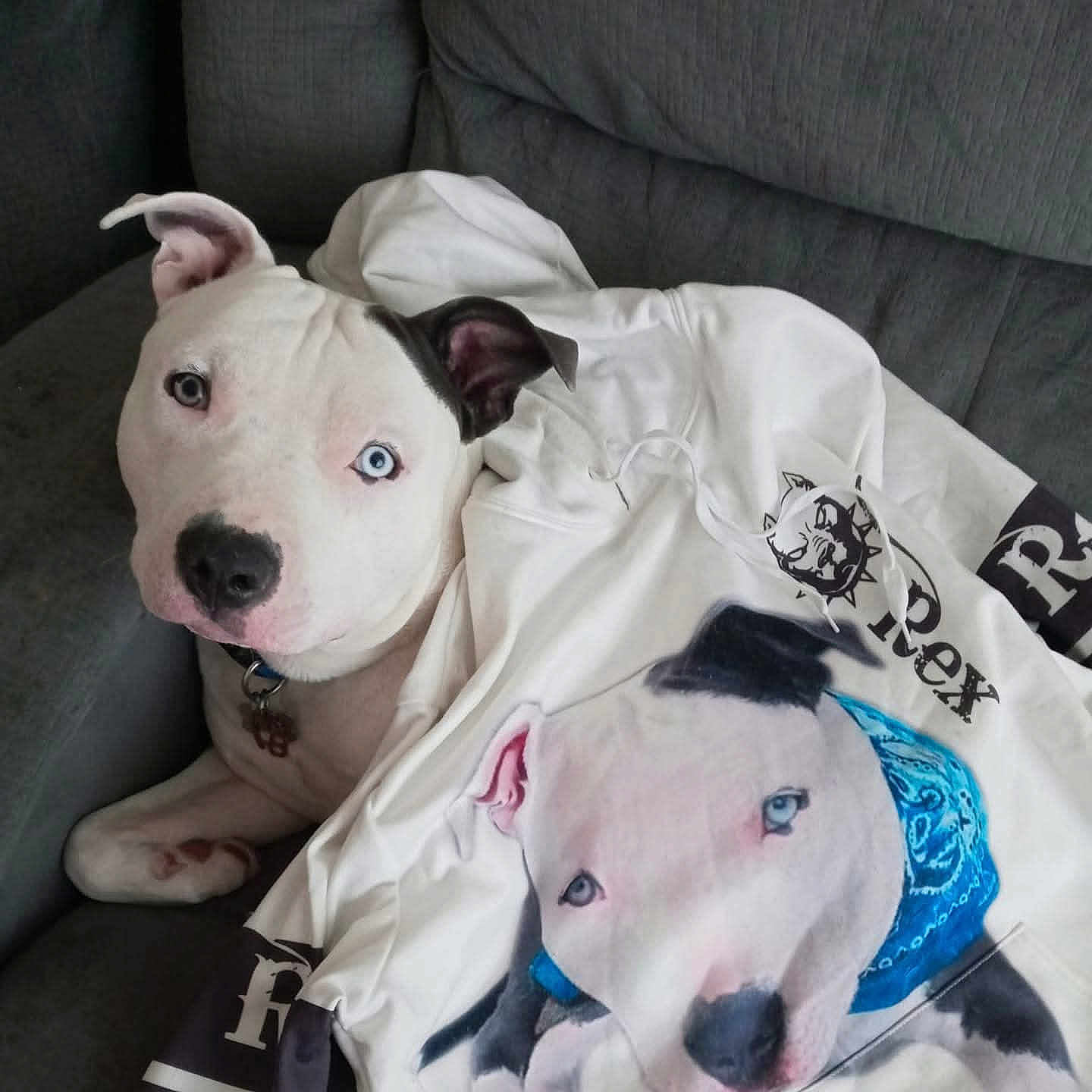 Rex is registered to the contest to win money with this photo: dog, pitbull, white_dog, blue_eyes, hoodie, clothing, print, bandana, couch, indoor, pet, portrait, fabric, relaxed, animal, furniture, cute, companion, sitting, casual