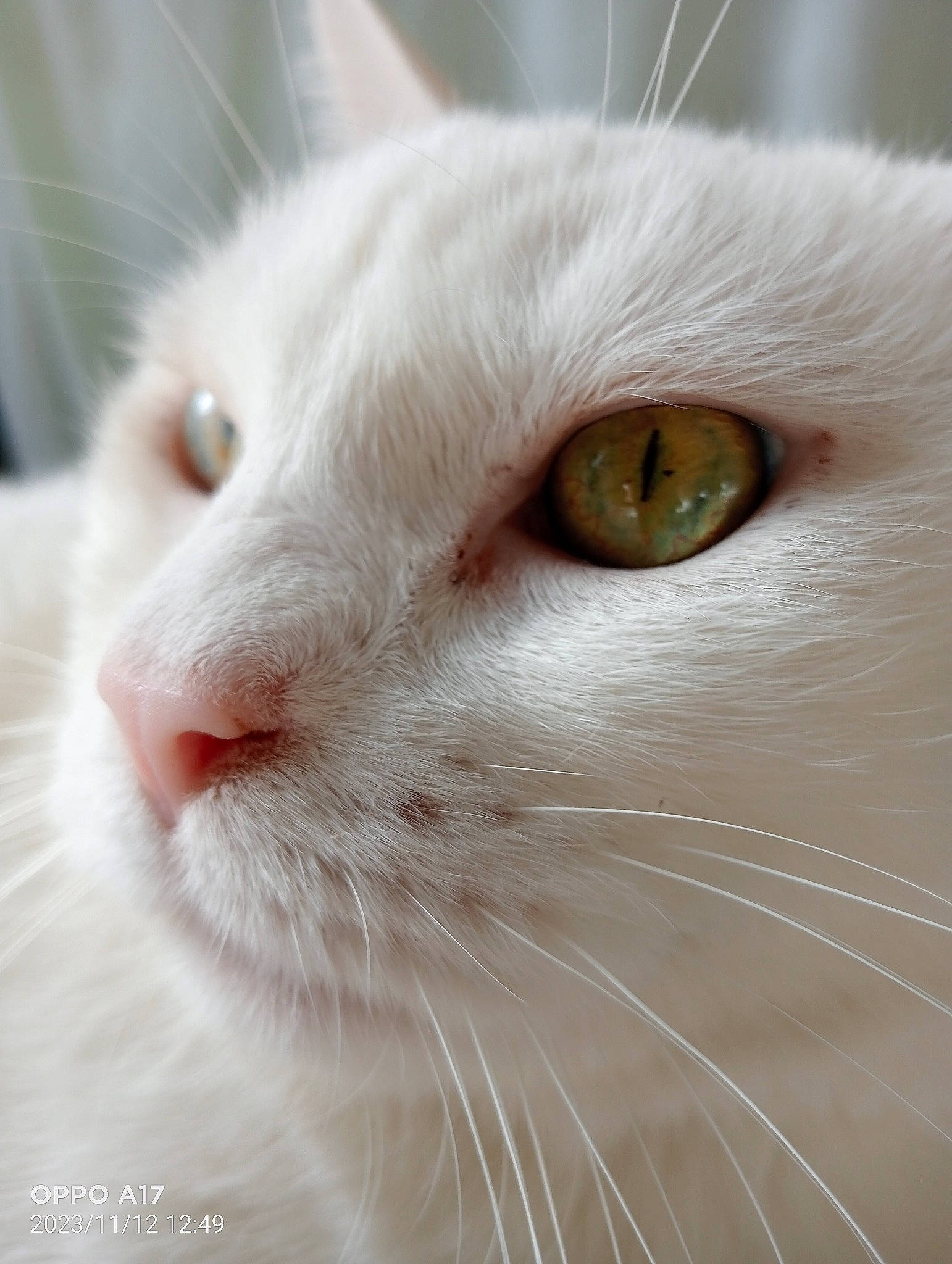 Loulou a rejoint le concours — aidez-le/la à gagner de superbes lots ! carnivore, cat, close_up, curious, domestic_short_haired_cat, felidae, fur, iris, small_to_medium_sized_cats, snout, terrestrial_animal, whiskers