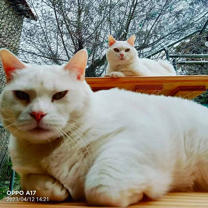 Loulou participe au concours pour gagner de l'argent avec cette photo : carnivore, cat, comfort, domestic_short_haired_cat, fawn, felidae, fur, mammal, paw, photo_caption, plant, sitting, small_to_medium_sized_cats, snout, tail, terrestrial_animal, tree, vertebrate, whiskers, window