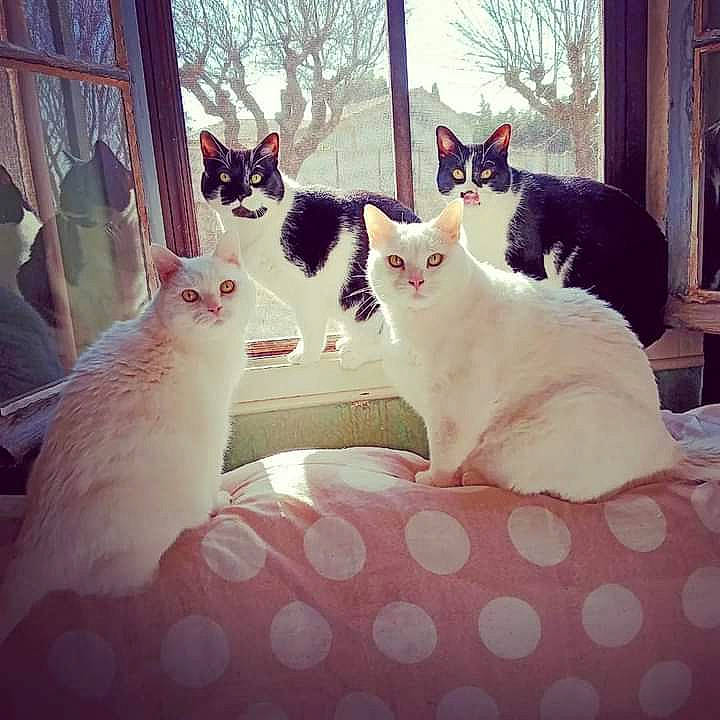 Loulou a rejoint le concours — aidez-le/la à gagner de superbes lots ! carnivore, cat, comfort, curtain, domestic_short_haired_cat, felidae, fur, happy, lap, mammal, metal, morning, pattern, sitting, sky, small_to_medium_sized_cats, tail, tints_and_shades, vertebrate, whiskers