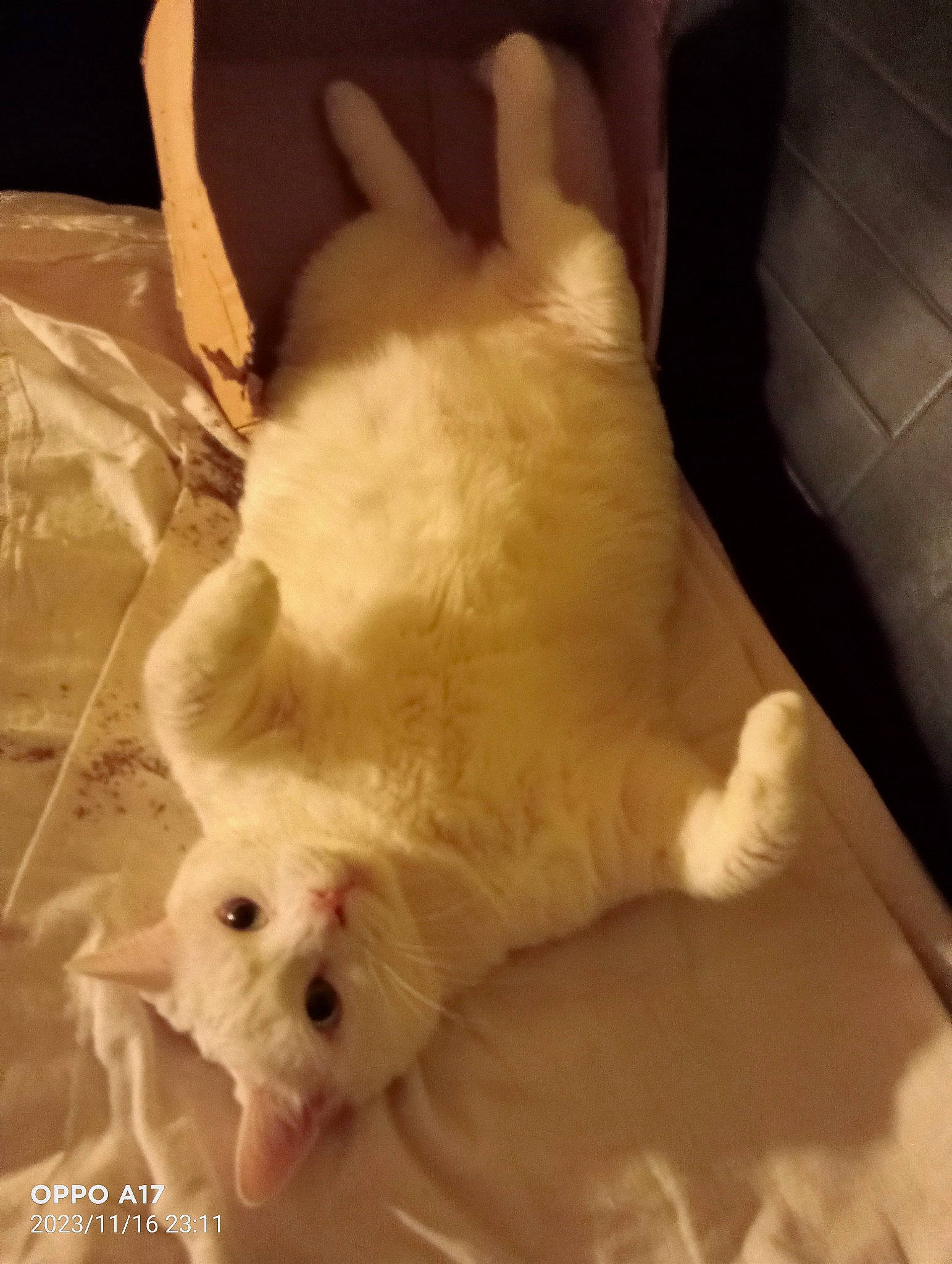 Loulou participe au concours pour gagner de l'argent avec cette photo : canidae, carnivore, comfort, companion_dog, dog, dog_breed, fawn, felidae, fur, paw, small_terrier, small_to_medium_sized_cats, snout, sporting_group, tail, terrier, toy, toy_dog, whiskers, working_animal