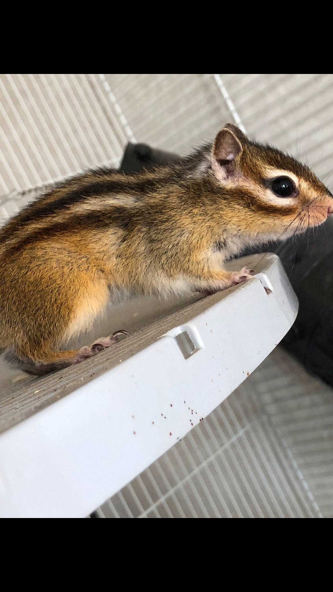 Chanel a rejoint le concours — aidez-le/la à gagner de superbes lots ! chipmunk, degu, eastern_chipmunk, fare, fawn, gerbil, mammal, mouse, muridae, muroidea, organ_mountains_chipmunk, pest, rat, rodent, snout, squirrel, tail, vertebrate, whiskers, wildlife