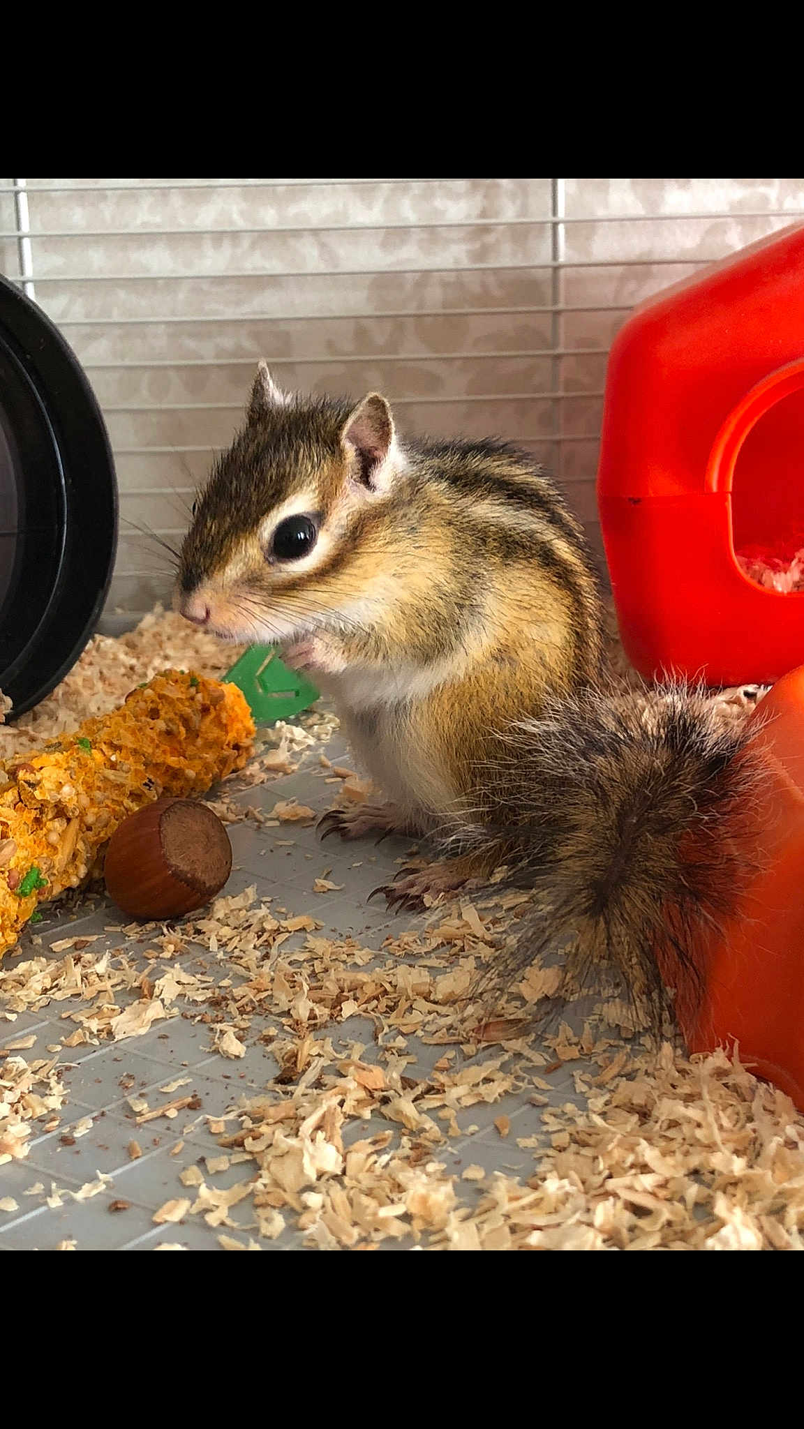 Chanel participe au concours pour gagner de l'argent avec cette photo : adaptation, chipmunk, degu, eastern_chipmunk, fare, fawn, fox_squirrel, gerbil, ground_squirrels, hamster, mammal, muridae, muroidea, organ_mountains_chipmunk, organism, rodent, snout, squirrel, vertebrate, whiskers